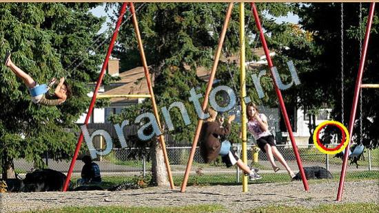 Игра Где же кот подсказки Уровень 4698