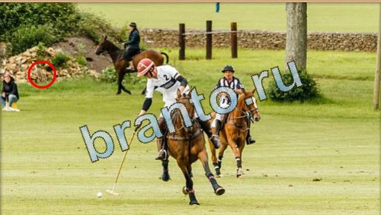 відповіді на игру Где же кот в одноклассниках Уровень 4783