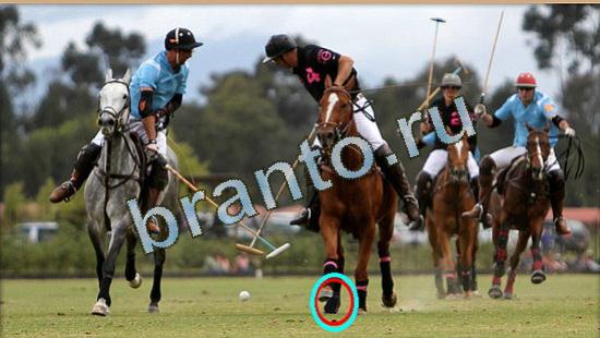 ответы Где же кот? в одноклассниках Уровень 4786