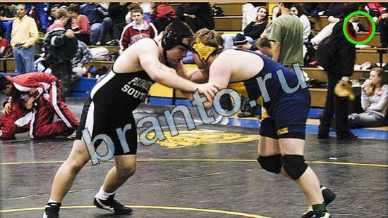 ответы к игре Где же кот Уровень 4845