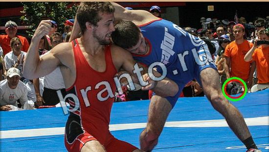 решебник на игру Где же кот Уровень 4851