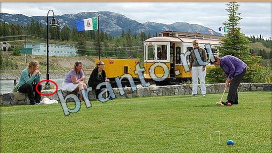 Где же кот ответы в одноклассниках Уровень 4879