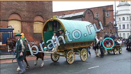 ответы Где же кот Уровень 4985