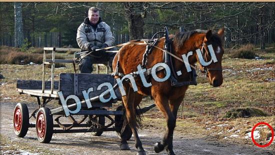 Где же кот помощь в картинках Уровень 4991