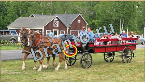 ответы на игру Где же кот Уровень 4994