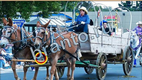 Где же кот ответы в одноклассниках Уровень 4999