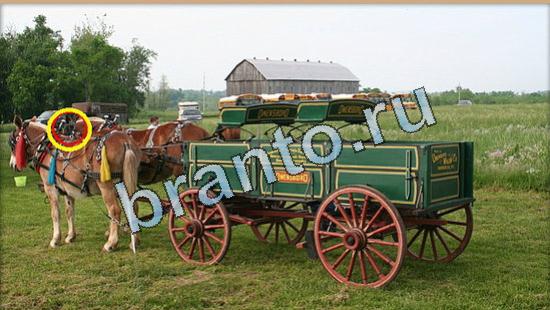 Где же кот игра ответы Уровень 5000