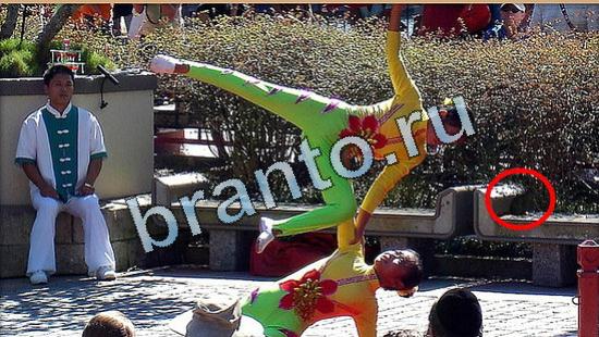 Помощь на игру Где же кот Уровень 5004