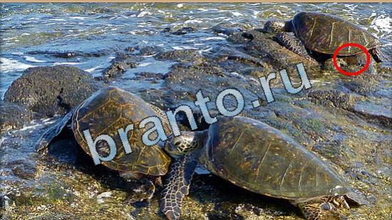 прохождение на игру Где же кот Уровень 5021