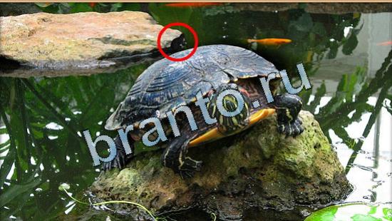 Где же кот прохождение игры Уровень 5022