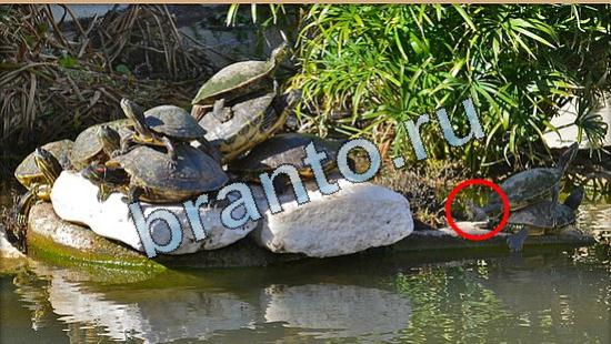 відповіді на игру Где же кот в одноклассниках Уровень 5023