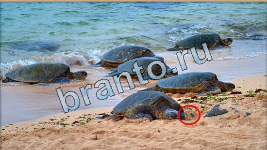 Прохождение игры Где же кот Уровень 5024