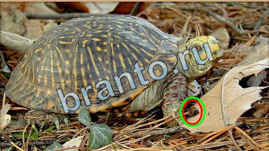 ответы Где же кот Уровень 5025