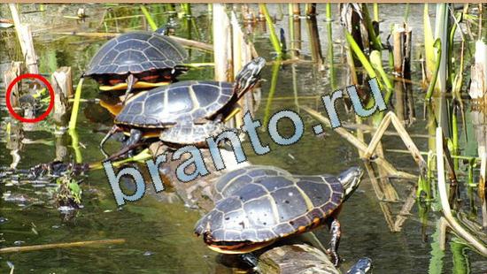 ответы Где же кот? в одноклассниках Уровень 5026