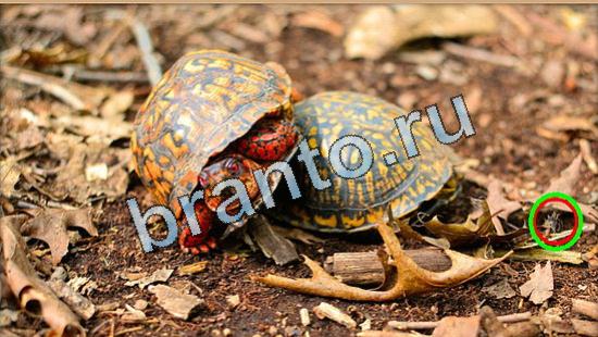 ответы для игры Где же кот Уровень 5027