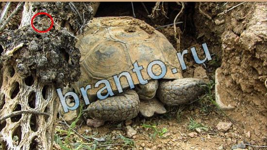 решения для игры Где же кот Уровень 5028