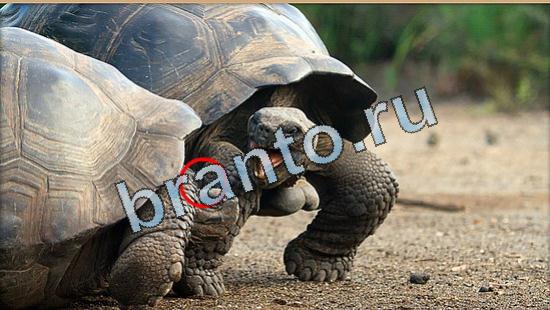 Где же кот игра ответы Уровень 5029