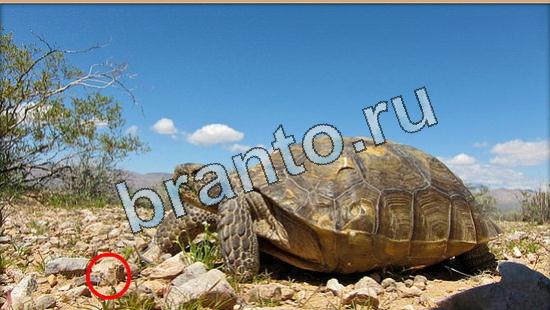 игра в одноклассниках Где же кот ответы Уровень 5030