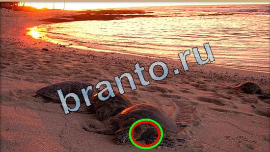 Где же кот помощь в картинках Уровень 5031