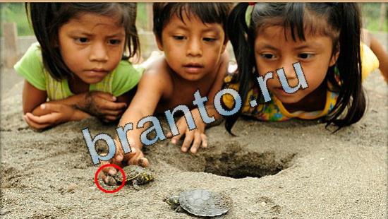 ответы на игру Где же кот в скриншотах Уровень 5032