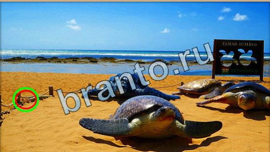 Где же кот ответы на новые задания Уровень 5033