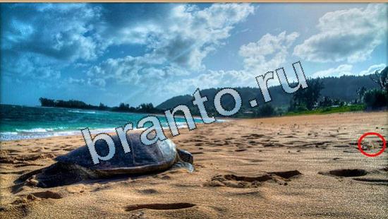 ответы на игру Где же кот Уровень 5034