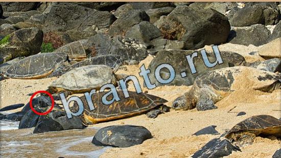 решения на игру Где же кот Уровень 5035