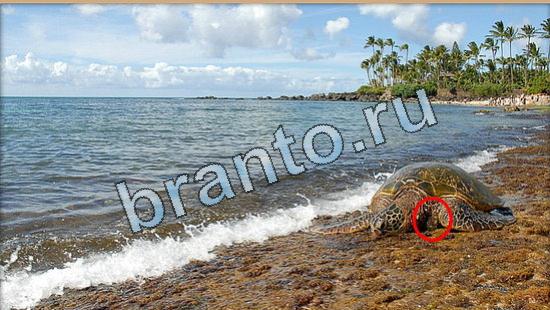 ответы на игру Где же кот Уровень 5036