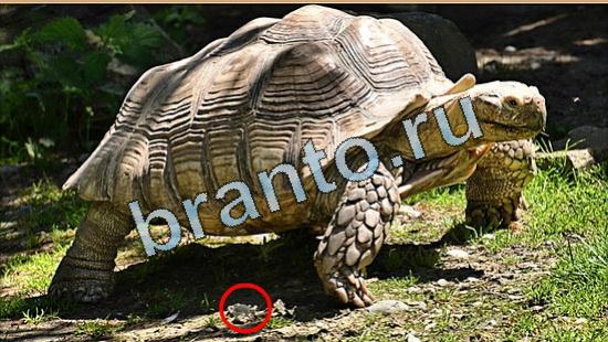 ответы в картинках на игру Где же кот Уровень 5037