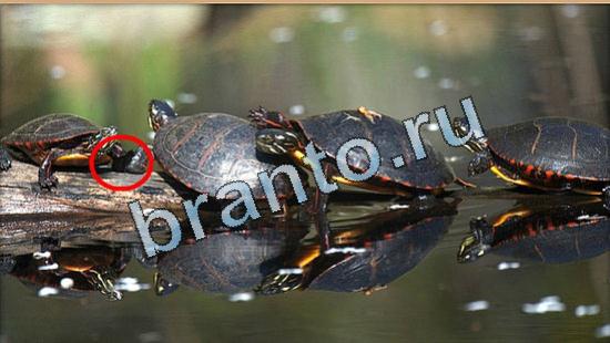 помощь на игру Где же кот Уровень 5038