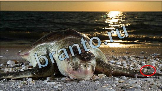 Где же кот ответы в одноклассниках Уровень 5039