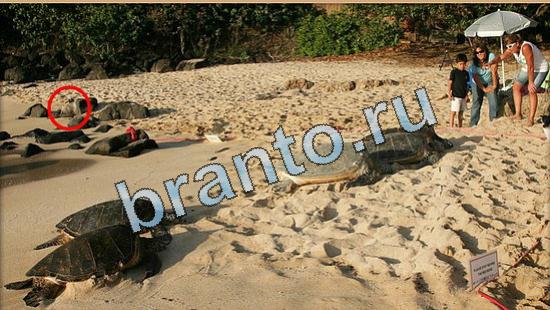 Где же кот игра ответы Уровень 5040