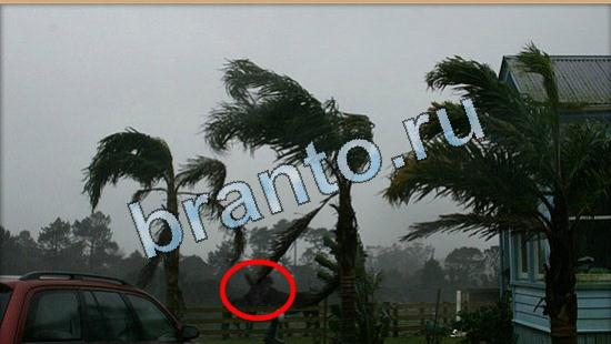 решения для игры Где же кот Уровень 5068