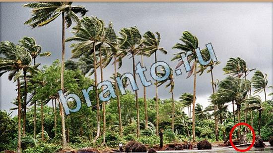 помощь на игру Где же кот Уровень 5078