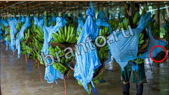 прохождение на игру Где же кот Уровень 5181