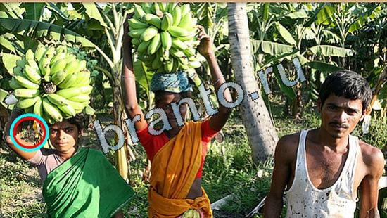 Прохождение игры Где же кот Уровень 5184