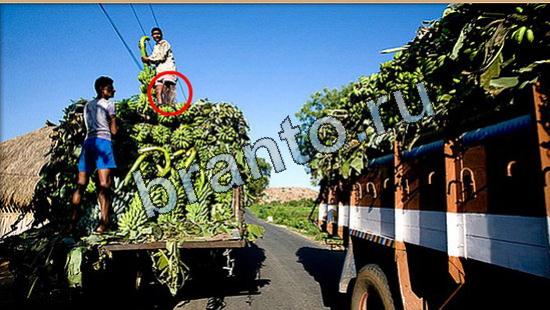 ответы Где же кот Уровень 5185