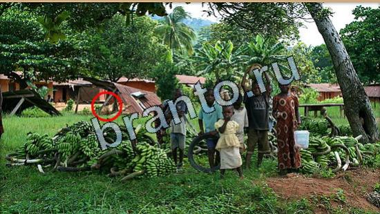 ответы для игры Где же кот Уровень 5187