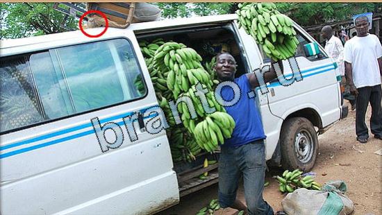 решения для игры Где же кот Уровень 5188