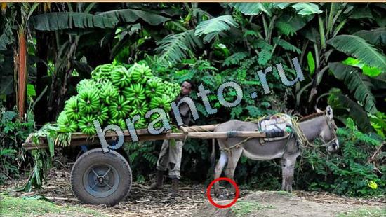 Где же кот игра ответы Уровень 5189