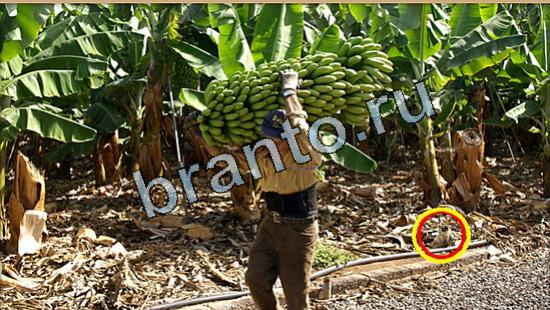 ответы на игру Где же кот в скриншотах Уровень 5192