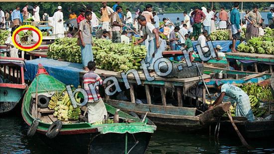 Где же кот ответы на новые задания Уровень 5193