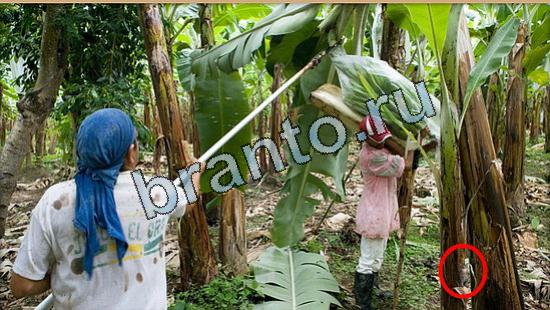 ответы на игру Где же кот Уровень 5194