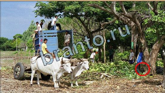 решения на игру Где же кот Уровень 5195