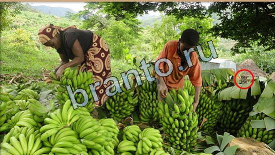 ответы на игру Где же кот Уровень 5196