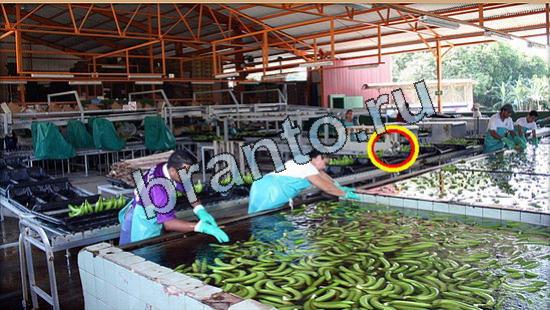 помощь на игру Где же кот Уровень 5198