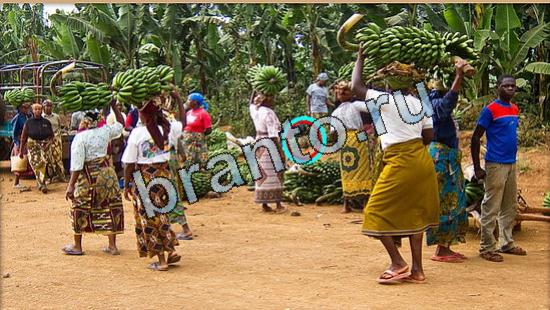 Где же кот ответы в одноклассниках Уровень 5199