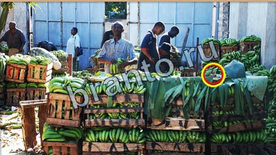 Где же кот игра ответы Уровень 5200