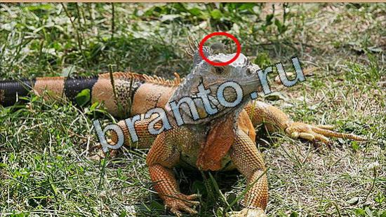 ответы на игру Где же кот Уровень 5241