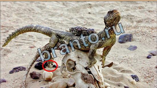 Подсказки на игру Где же кот Уровень 5242